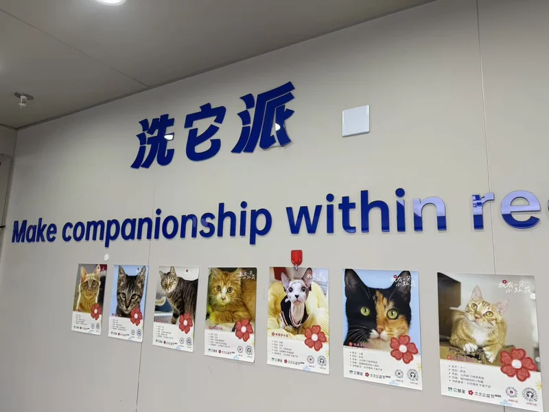 洗它派门店墙面上的蓝色字标与一排宠物照片