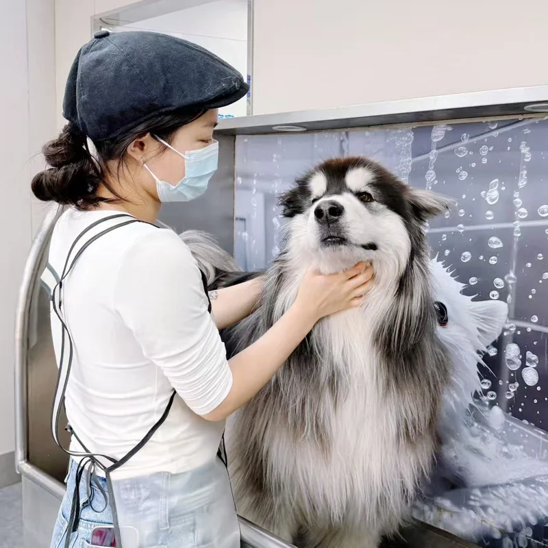 戴口罩的人在洗护台前照护一只黑白长毛犬