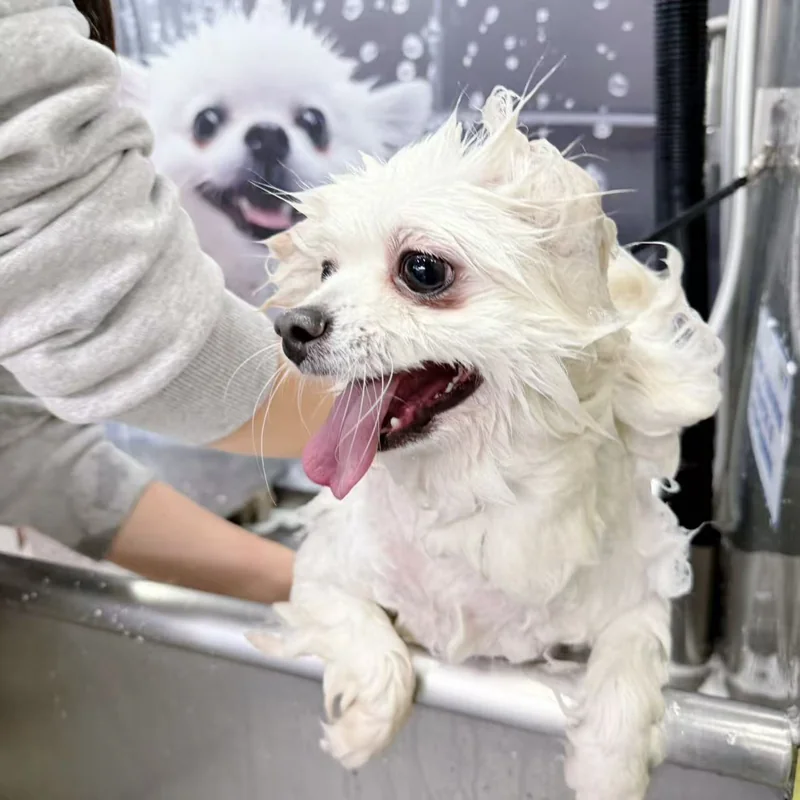 白色小犬把前爪搭在洗护池边，旁边有人照护